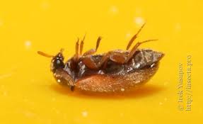 Attēlu rezultāti vaicājumam “Attagenus smirnovi”