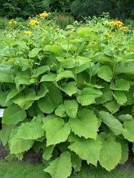 Attēlu rezultāti vaicājumam “Telekia speciosa leaf”