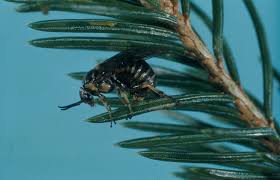 Attēlu rezultāti vaicājumam “Gilpinia”