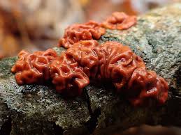 Attēlu rezultāti vaicājumam “Peniophora rufa”