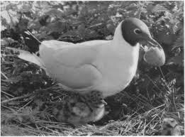 Attēlu rezultāti vaicājumam “Larus ridibundus eggs”
