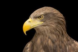 Image result for Haliaeetus albicilla