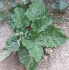 Attēlu rezultāti vaicājumam “Arctium lappa”