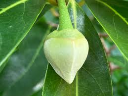 Attēlu rezultāti vaicājumam “Libanotis montana fruit”