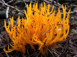 Attēlu rezultāti vaicājumam “Calocera viscosa”
