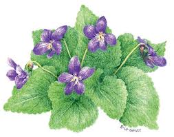 Image result for violet