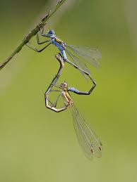 Attēlu rezultāti vaicājumam “Lestes sponsa”