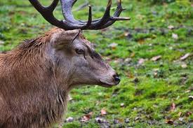 Attēlu rezultāti vaicājumam “Cervus elaphus”