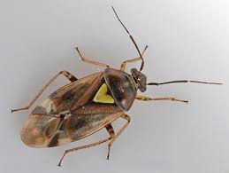 Attēlu rezultāti vaicājumam “Orthops campestris”