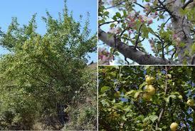 Attēlu rezultāti vaicājumam “Malus sylvestris”