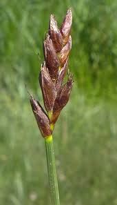 Attēlu rezultāti vaicājumam “Blysmus compressus flower”