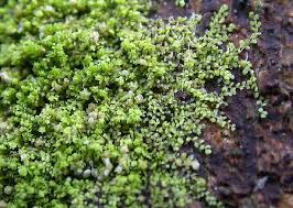 Attēlu rezultāti vaicājumam “Lejeunea cavifolia”