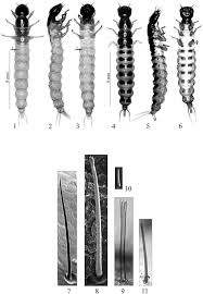 Attēlu rezultāti vaicājumam “Staphylinus erythropterus”