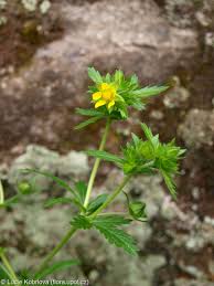Attēlu rezultāti vaicājumam “Potentilla norvegica flower”