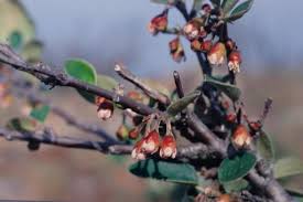 Attēlu rezultāti vaicājumam “Cotoneaster multiflorus fruit”