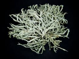 Attēlu rezultāti vaicājumam “Ramalina farinacea”