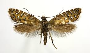 Attēlu rezultāti vaicājumam “Glyphipterigidae”