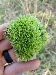 Attēlu rezultāti vaicājumam “Leucobryum glaucum”