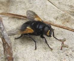 Attēlu rezultāti vaicājumam “Mesembrina meridiana”