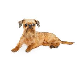 Image result for brüsseler giffon