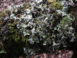 Attēlu rezultāti vaicājumam “Hypotrachyna sp.”