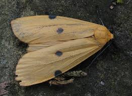 Attēlu rezultāti vaicājumam “Lithosia quadra”