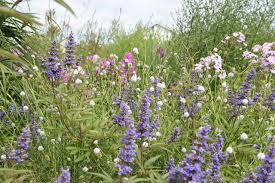 Image result for Succisella inflexa