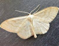 Attēlu rezultāti vaicājumam “Scopula floslactata”