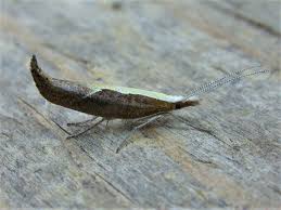 Attēlu rezultāti vaicājumam “Ypsolopha dentella”