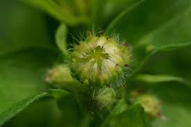 Attēlu rezultāti vaicājumam “Telekia speciosa bud”