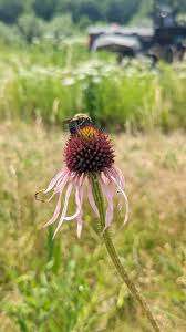 Image result for Echinacea pallida
