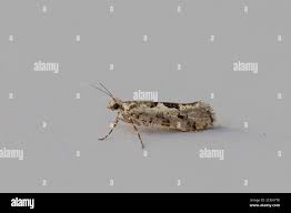 Attēlu rezultāti vaicājumam “Ypsolopha sequella”