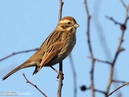 Attēlu rezultāti vaicājumam “Emberiza schoeniclus”