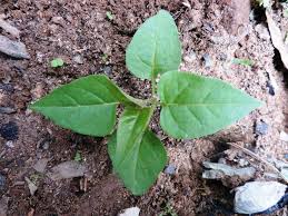 Image result for Mirabilis jalapa
