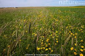 Image result for Chrysanthemum segetum