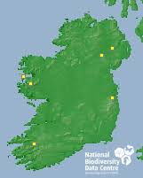 Attēlu rezultāti vaicājumam “Acalypta carinata”