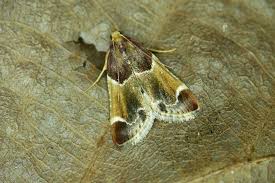 Attēlu rezultāti vaicājumam “Pyralis farinalis”