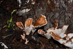 Attēlu rezultāti vaicājumam “Bondarzewia mesenterica”