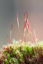 Attēlu rezultāti vaicājumam “Ceratodon purpureus”