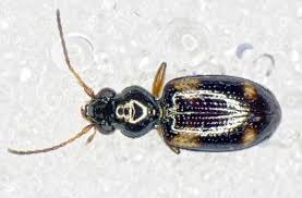 Attēlu rezultāti vaicājumam “Bembidion quadrimaculatum”