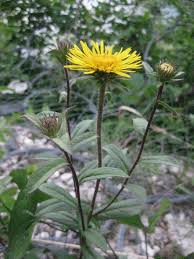 Image result for Inula hirta
