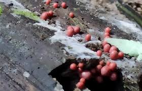 Attēlu rezultāti vaicājumam “Badhamiopsis praetermissa”