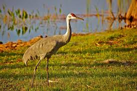 Image result for Grus canadensis