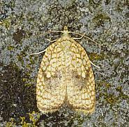 Attēlu rezultāti vaicājumam “Acleris forsskaleana”