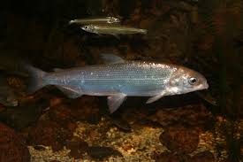 Image result for Coregonus lavaretus