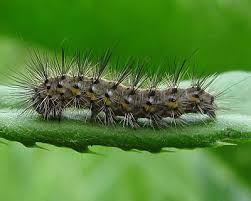 Attēlu rezultāti vaicājumam “Phragmatobia fuliginosa imago”