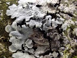 Attēlu rezultāti vaicājumam “Parmelina tiliacea”