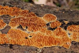 Attēlu rezultāti vaicājumam “Pseudomerulius aureus”