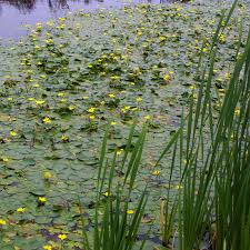 Image result for Seekanne