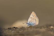 Attēlu rezultāti vaicājumam “Agrodiaetus amandus male”